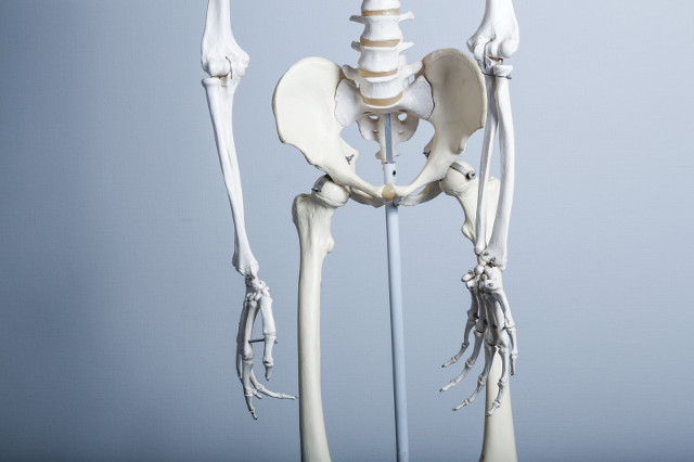 骨格の模型